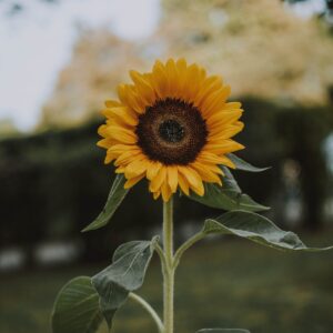 Sunflower Oil